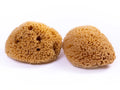 NATURSCHWAMM – GELBER PAZIFIK (14–15 cm)